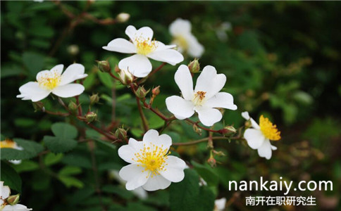 2017年南開大學在職研究生在哪報名