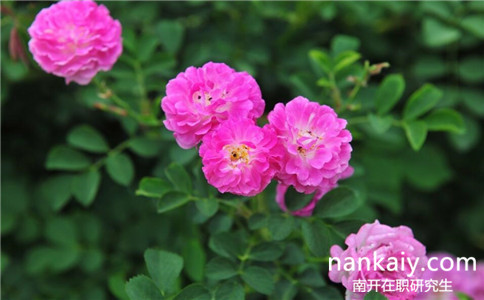 南開大學有金融學的在職研究生嗎