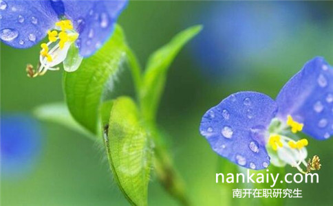 南開大學在職研究生報名條件 南開大學在職研究生報名條件